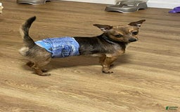 Chihuahua dogs for sale: Toby - Image 7