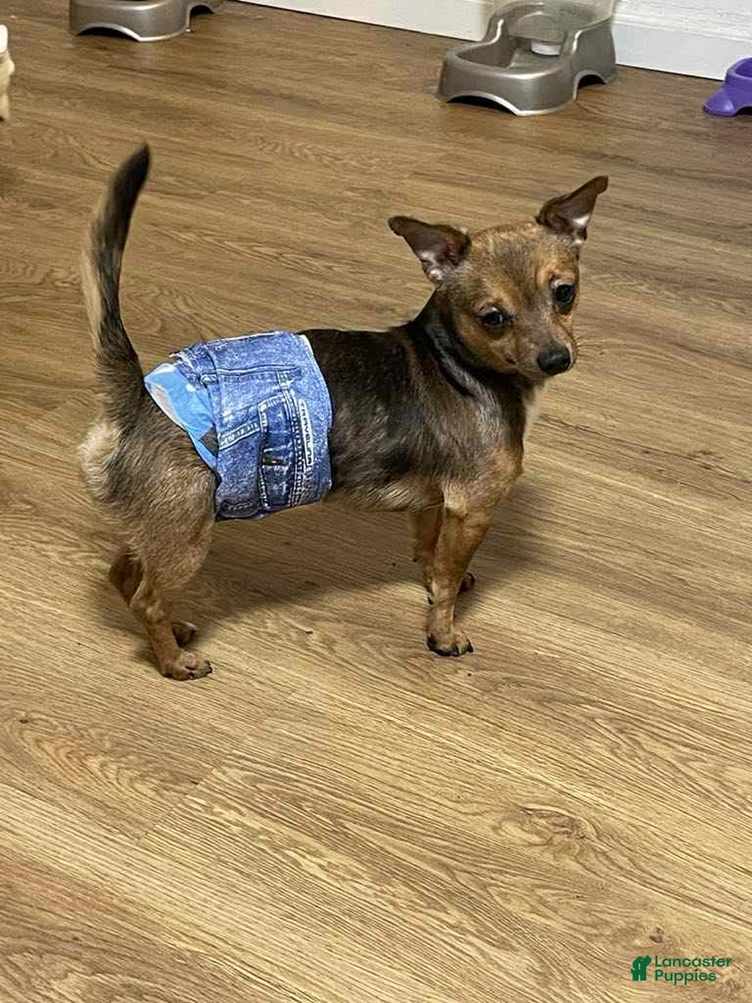 Chihuahua dogs for sale: Toby - Image 7