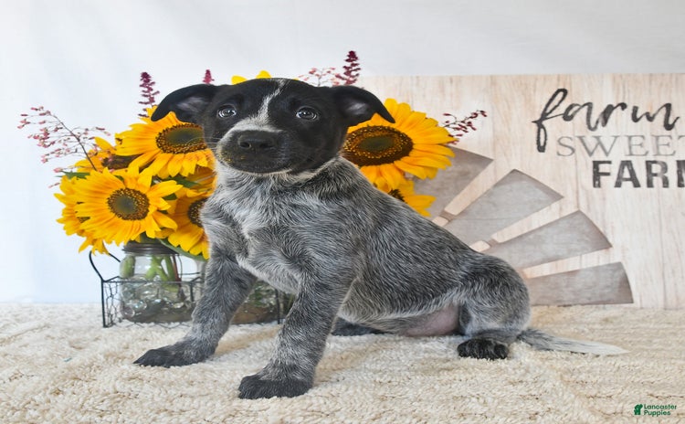 Australian Cattle Dog dogs for sale - Ad 1