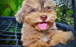 Havapoo dogs for sale: Domino - Image 4