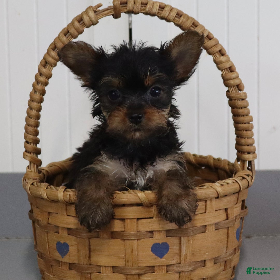 Yorkshire Terrier dogs for sale: Lexi - Extra Small - Image 4