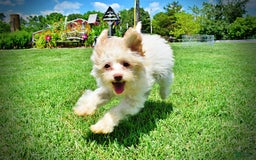 Havapoo dogs for sale: Vanilla - Image 16