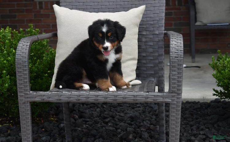 Bernese Mountain Dog dogs for sale - Ad 1