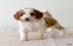 Mini Goldendoodle dogs for sale: Dixie - Image 7