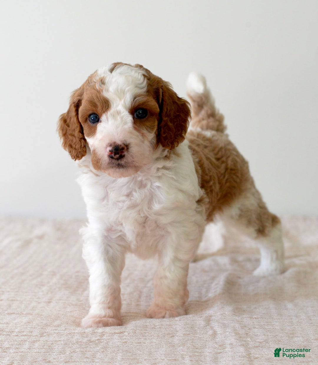 Mini Goldendoodle dogs for sale: Dixie - Image 7