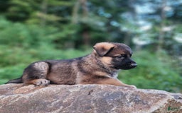 German Shepherd dogs for sale: Kaja - Image 2