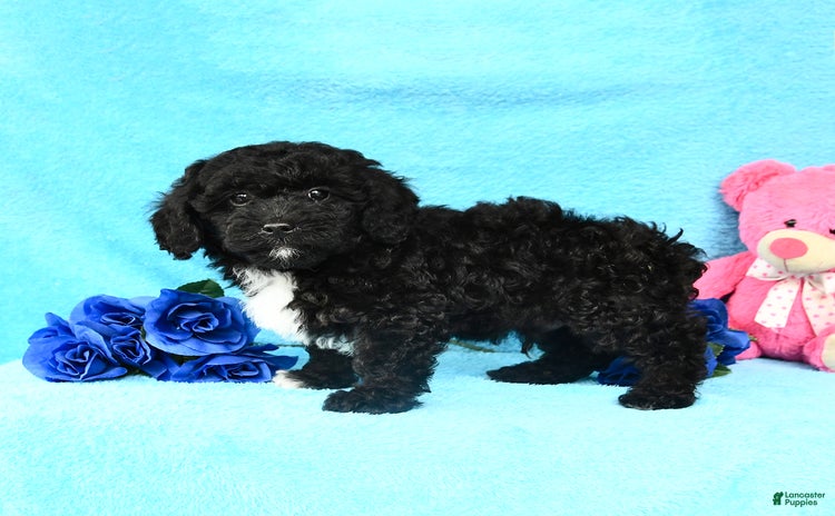Shihpoo dogs for sale - Ad 1