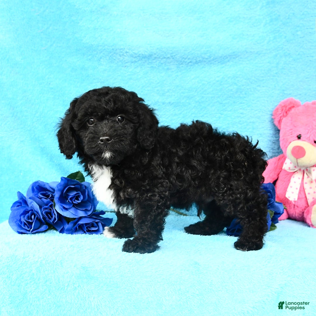 Shihpoo dogs for sale: Tucker - Image 1