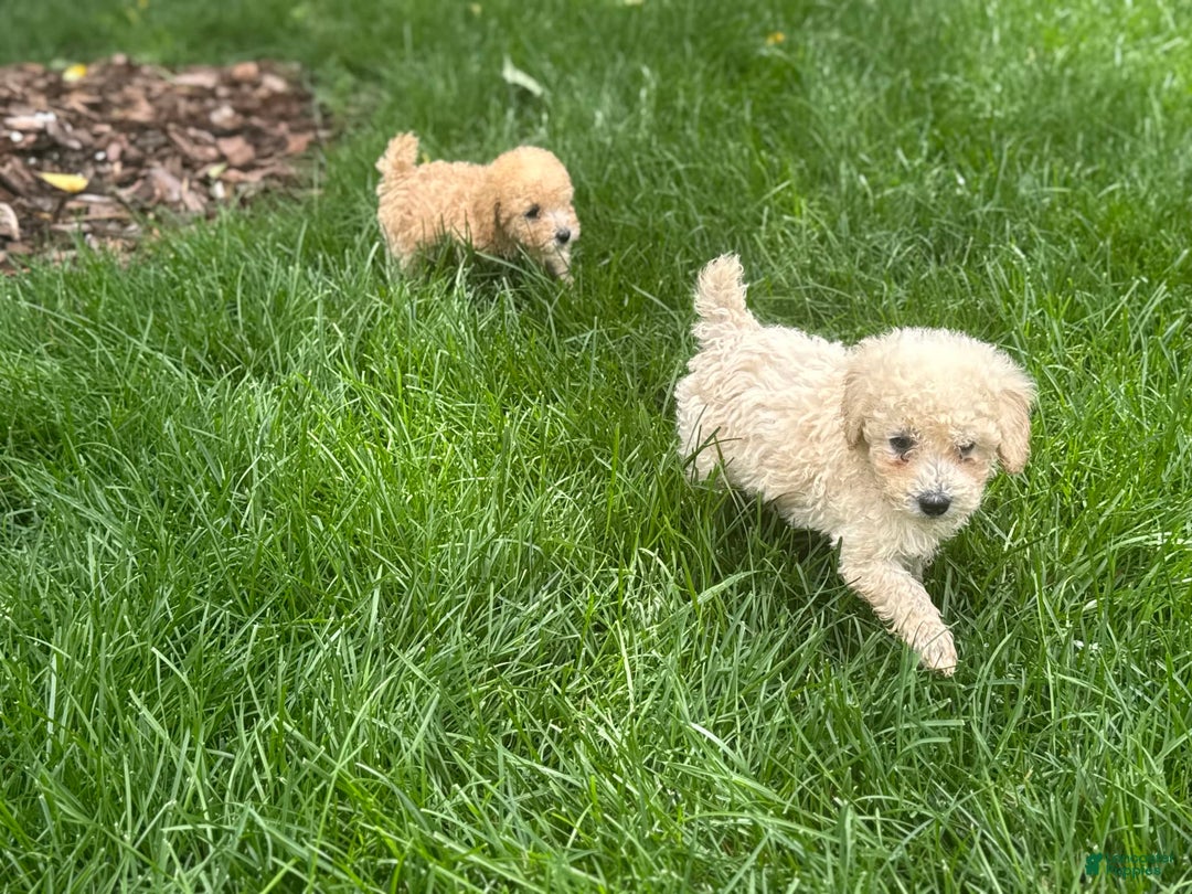 Miniature Poodle dogs for sale: Pico - Image 5