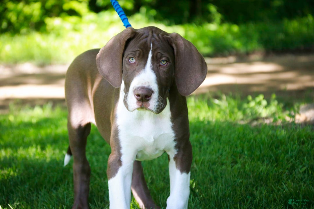 Great Dane dogs for sale: Jack - Image 2