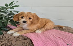 Cockapoo dogs for sale: Dixie - Image 2
