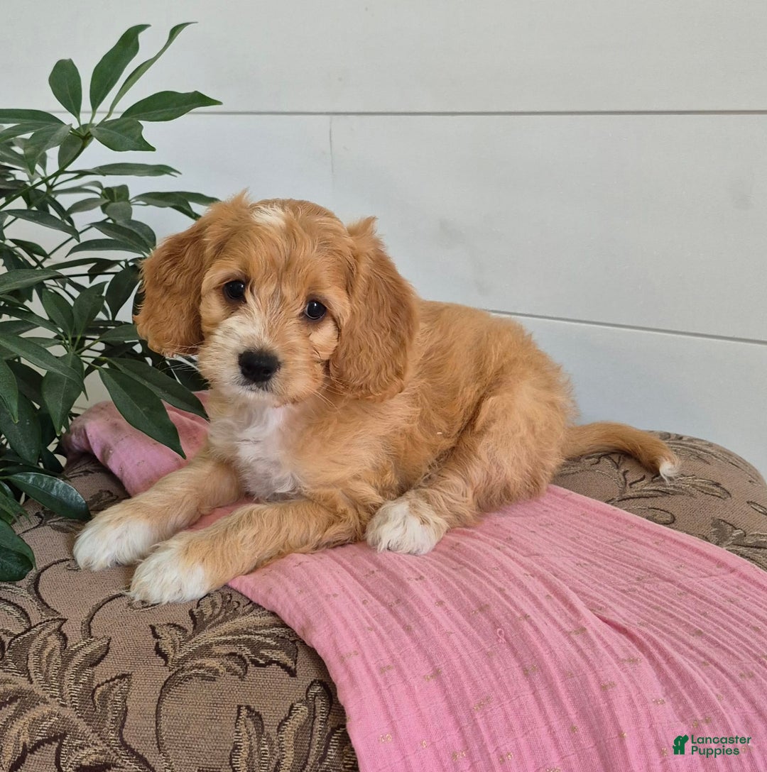 Cockapoo dogs for sale: Dixie - Image 2
