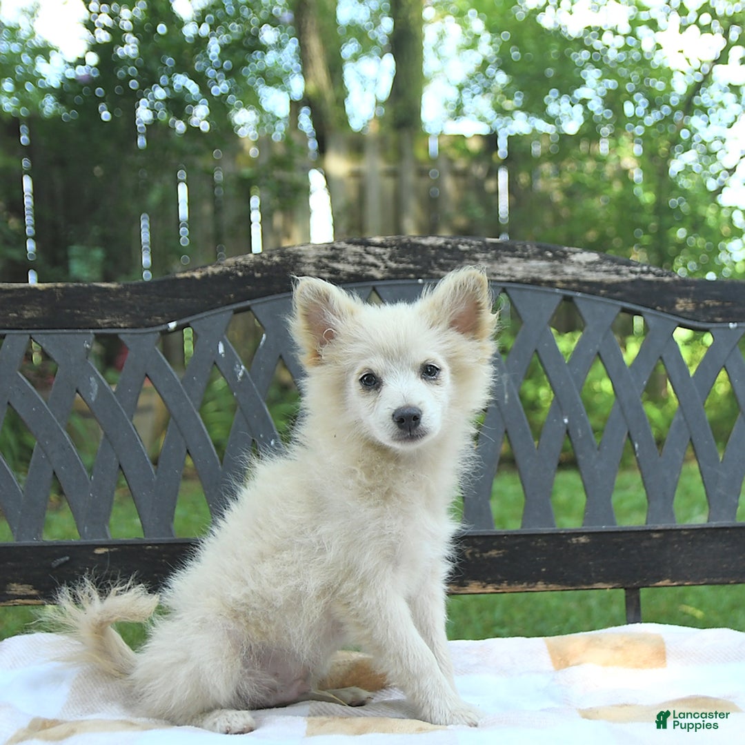 Pomeranian dogs for sale: Viking - Image 7