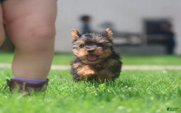 Yorkshire Terrier dogs for sale: Sweetie - Image 6