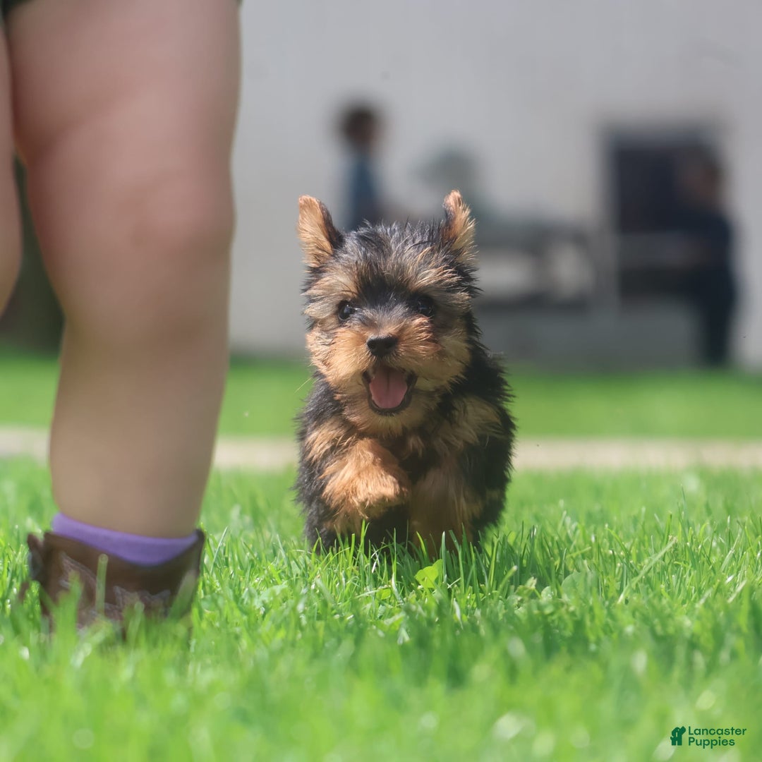 Yorkshire Terrier dogs for sale: Sweetie - Image 6