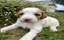Goldendoodle dogs for sale: Muffin - Image 1