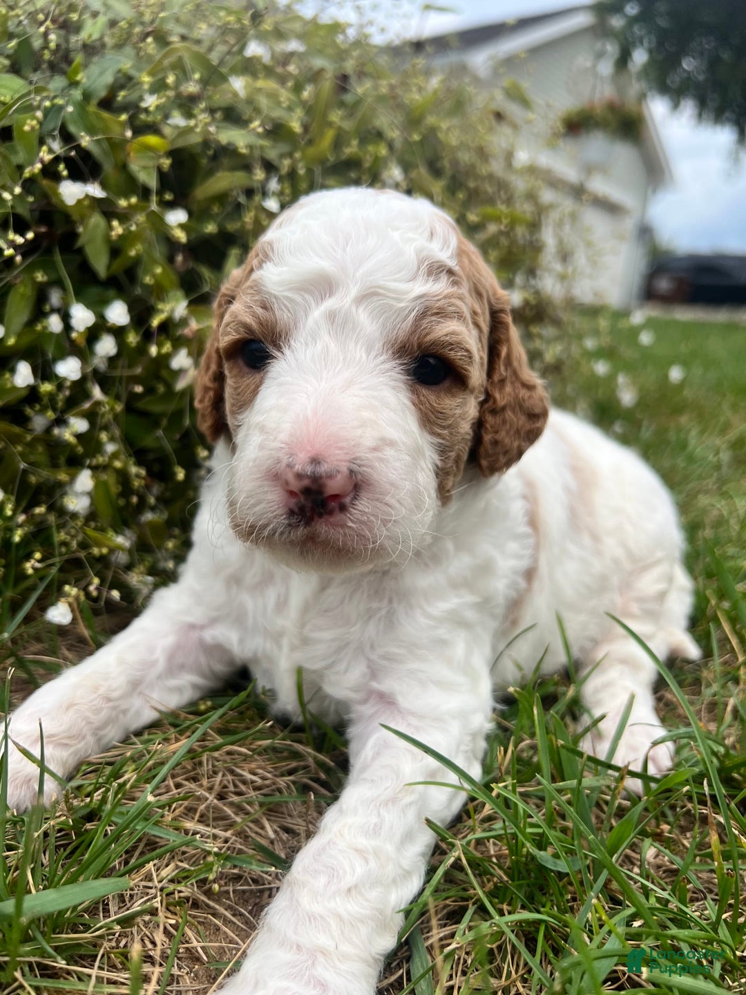 Goldendoodle dogs for sale: Muffin - Image 1