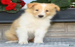 Collie dogs for sale: Prince - Image 5