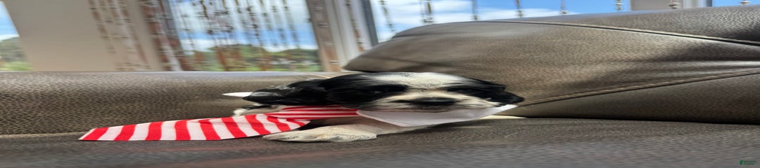 Oreo