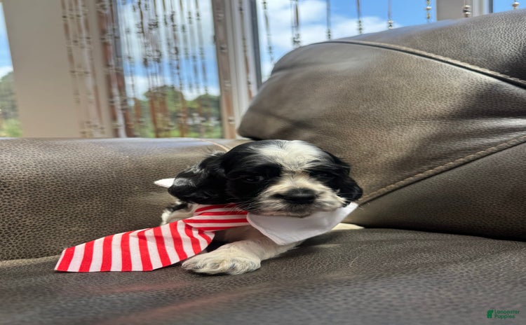 Cocker Spaniel dogs for sale - Ad 3