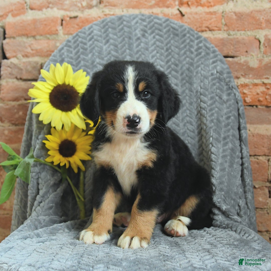 Greater Swiss Mountain Dog dogs for sale: Rambo - Image 1