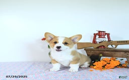 Welsh Corgi Pembroke dogs for sale: Henry - Image 15