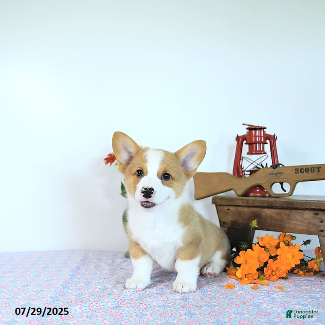 Welsh Corgi Pembroke dogs for sale: Henry - Image 15