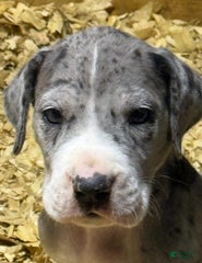 Luke - Mantle Merle