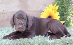 Labrador Retriever dogs for sale: Sally - Image 6