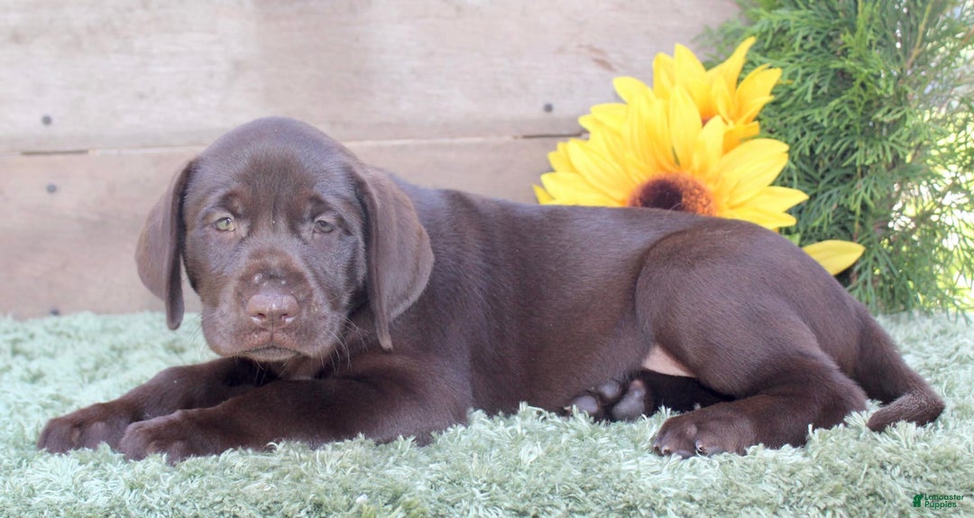 Labrador Retriever dogs for sale: Sally - Image 6