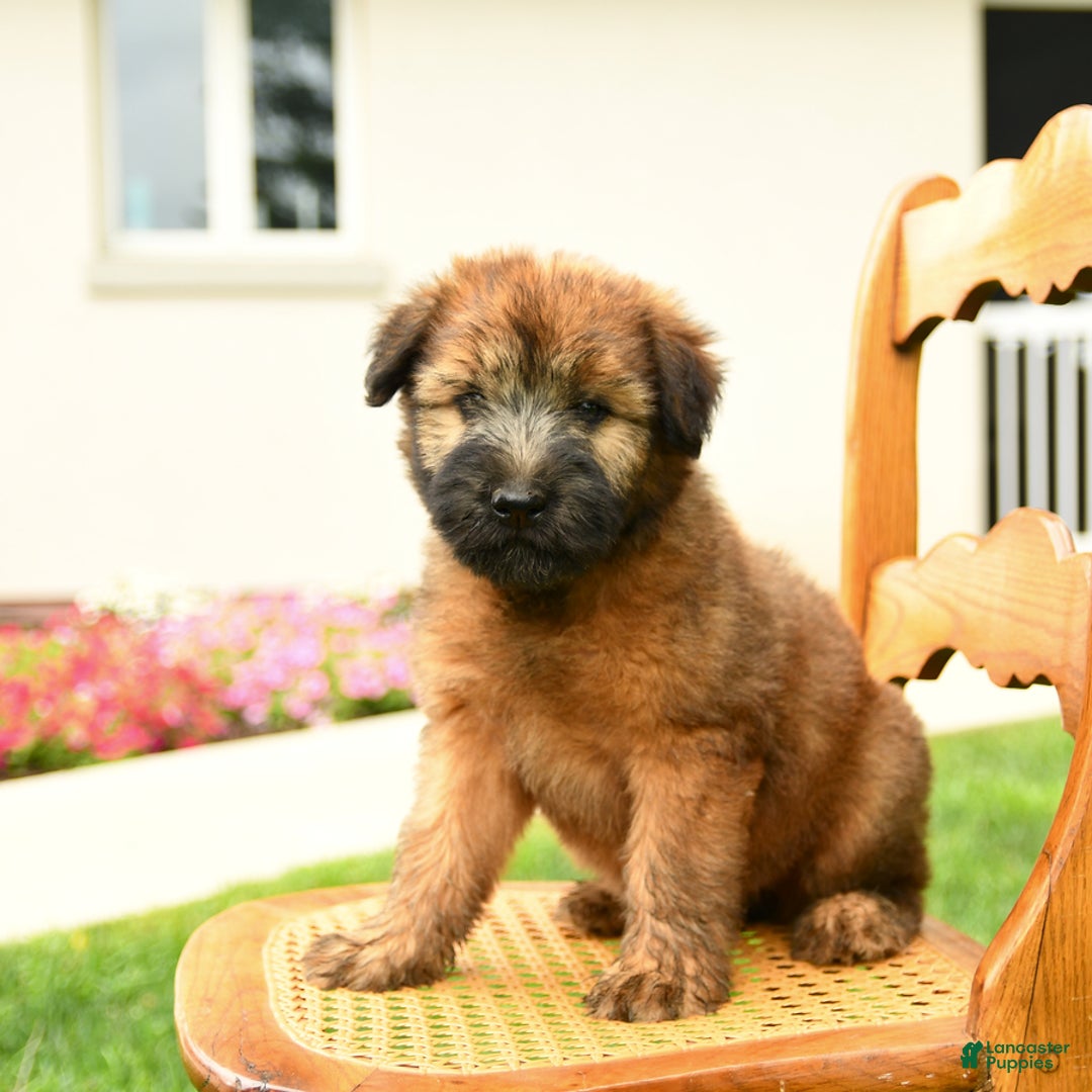 Soft Coated Wheaten Terrier dogs for sale: Demmie - Image 1