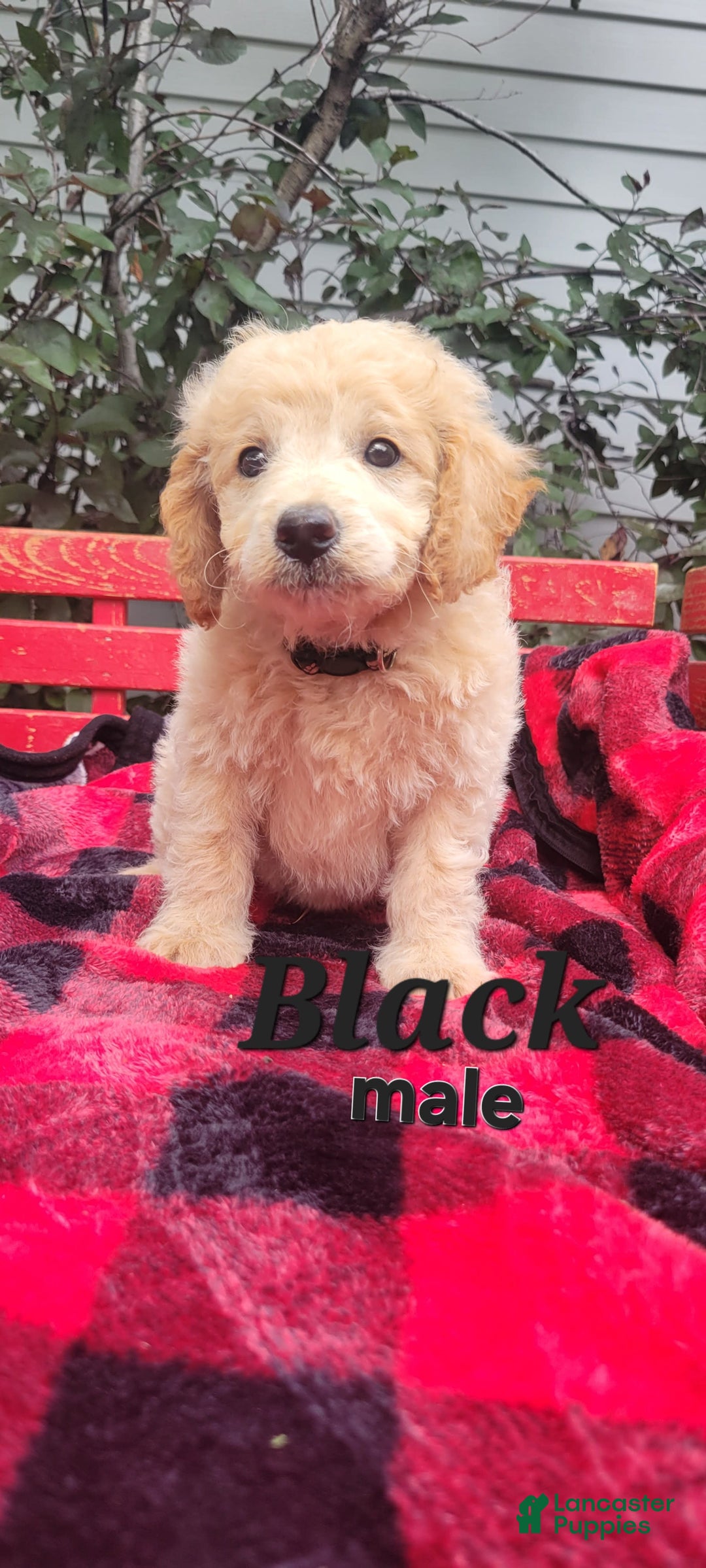 Mini Goldendoodle dogs for sale: Sully - Image 1