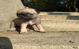 Pug dogs for sale: Zoey - Image 1