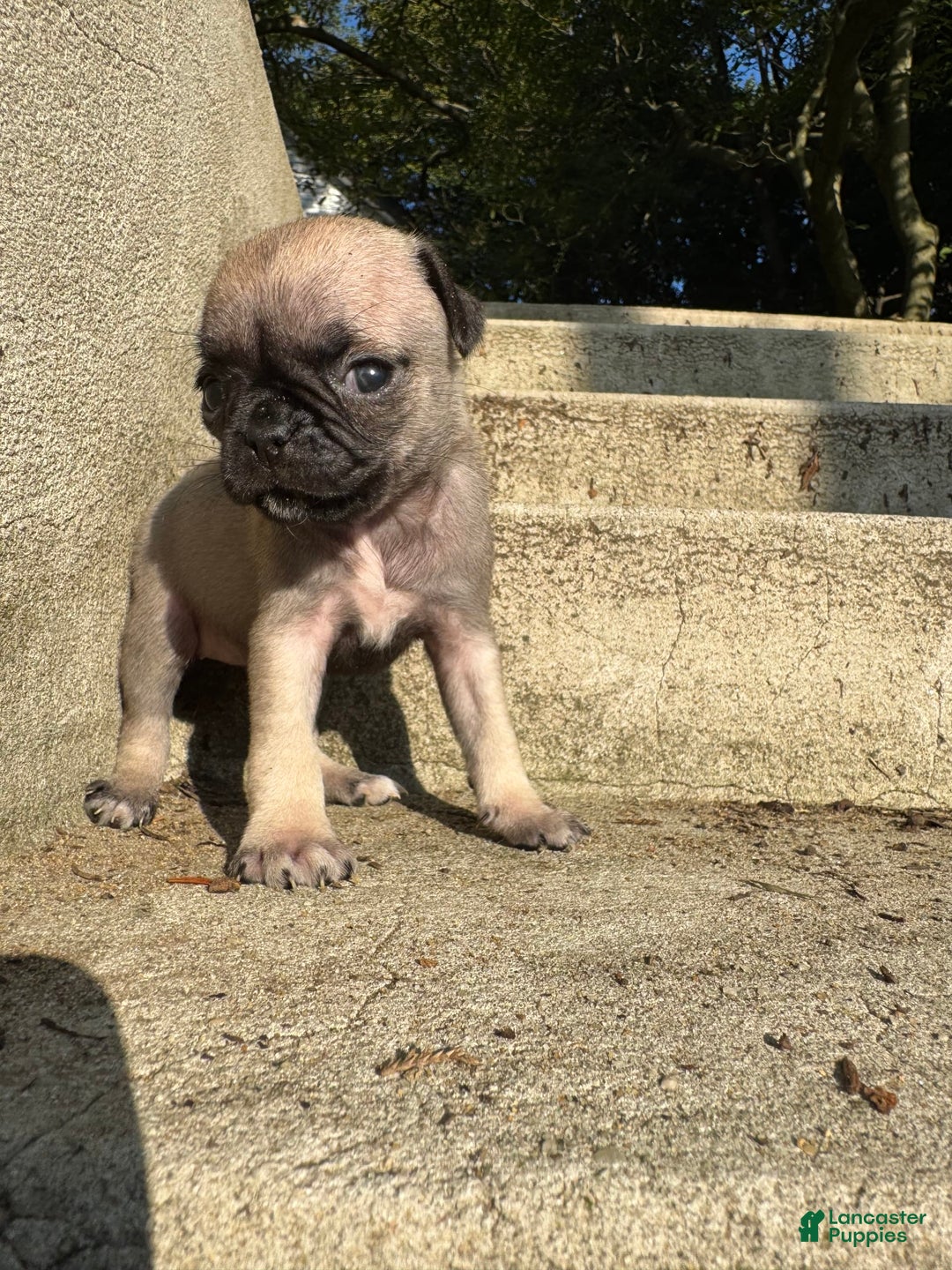 Pug dogs for sale: Zoey - Image 1