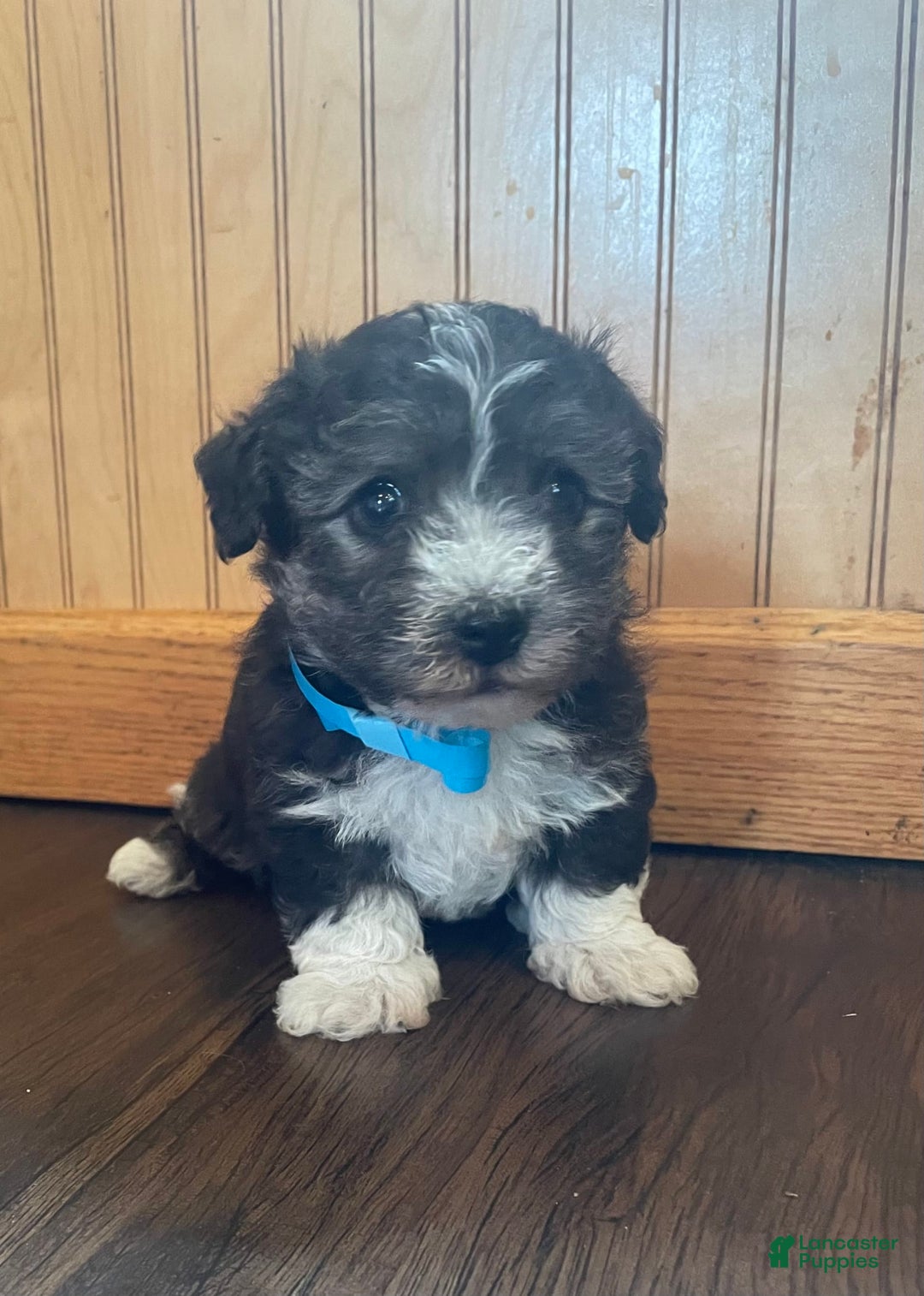 Bichon Frise dogs for sale: Benji - Image 4
