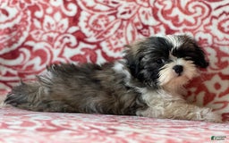 Shih Tzu dogs for sale: Denise - Image 1