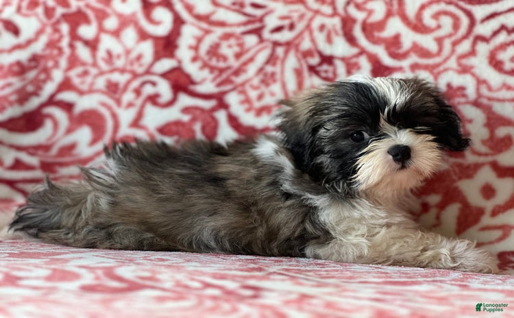 Shih Tzu dogs for sale - Ad 3