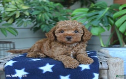 Miniature Poodle dogs for sale: Windson - Image 3