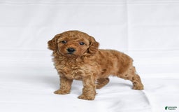 Miniature Poodle dogs for sale: Lena - Image 2