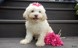 Cockapoo dogs for sale: Juliet - Image 7
