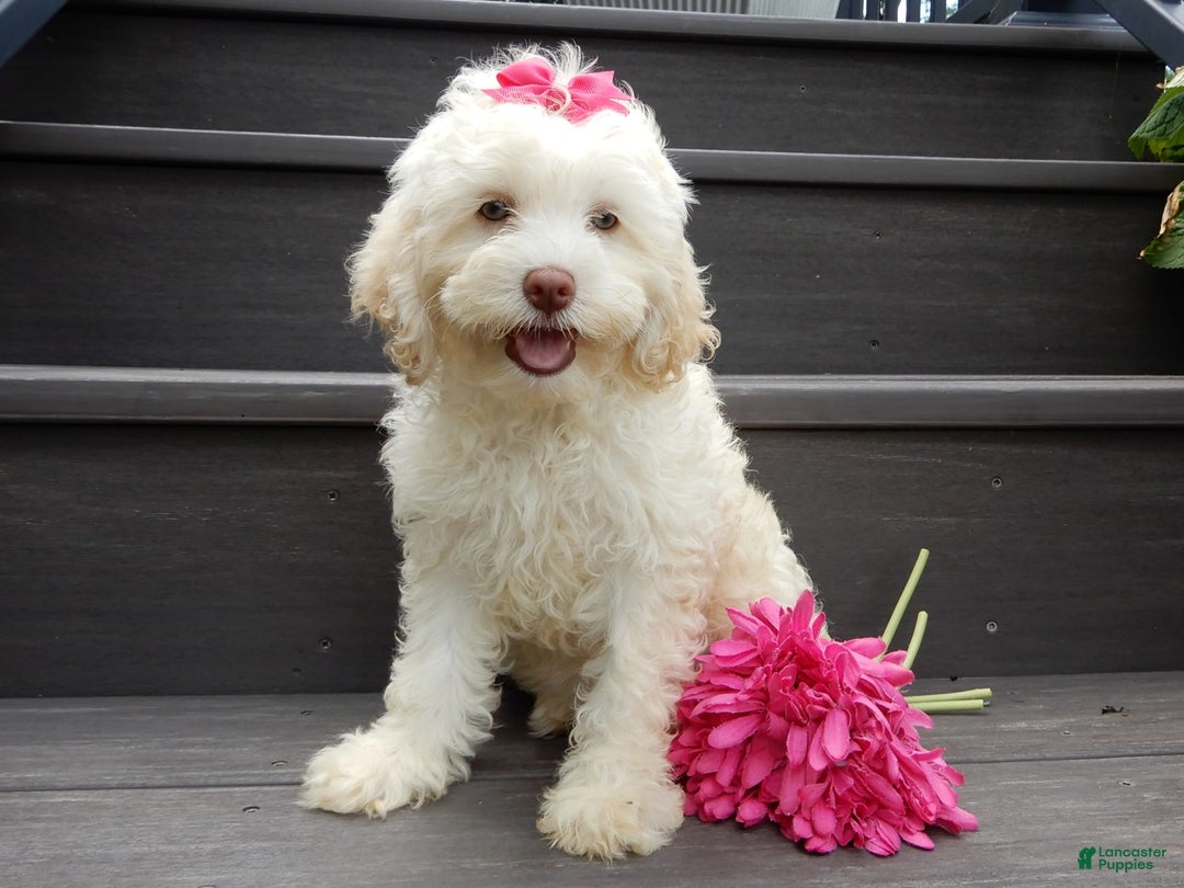 Cockapoo dogs for sale: Juliet - Image 7