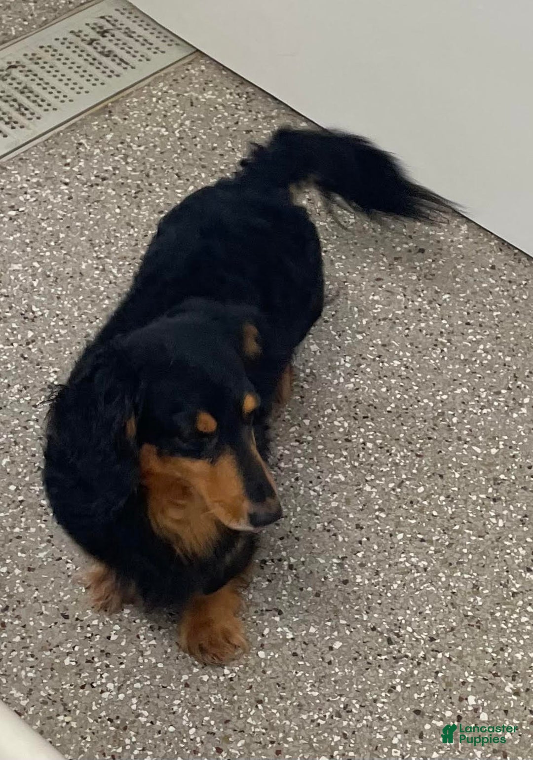 Doxiepoo dogs for sale: Davy - Image 9