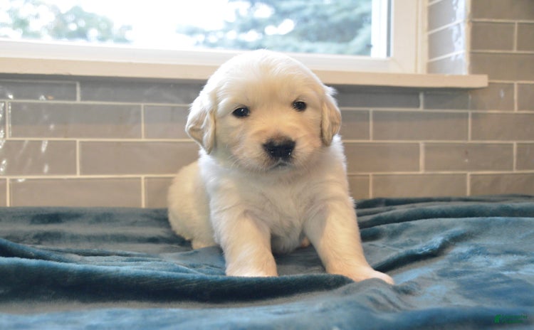 Golden Retriever dogs - Advert 32