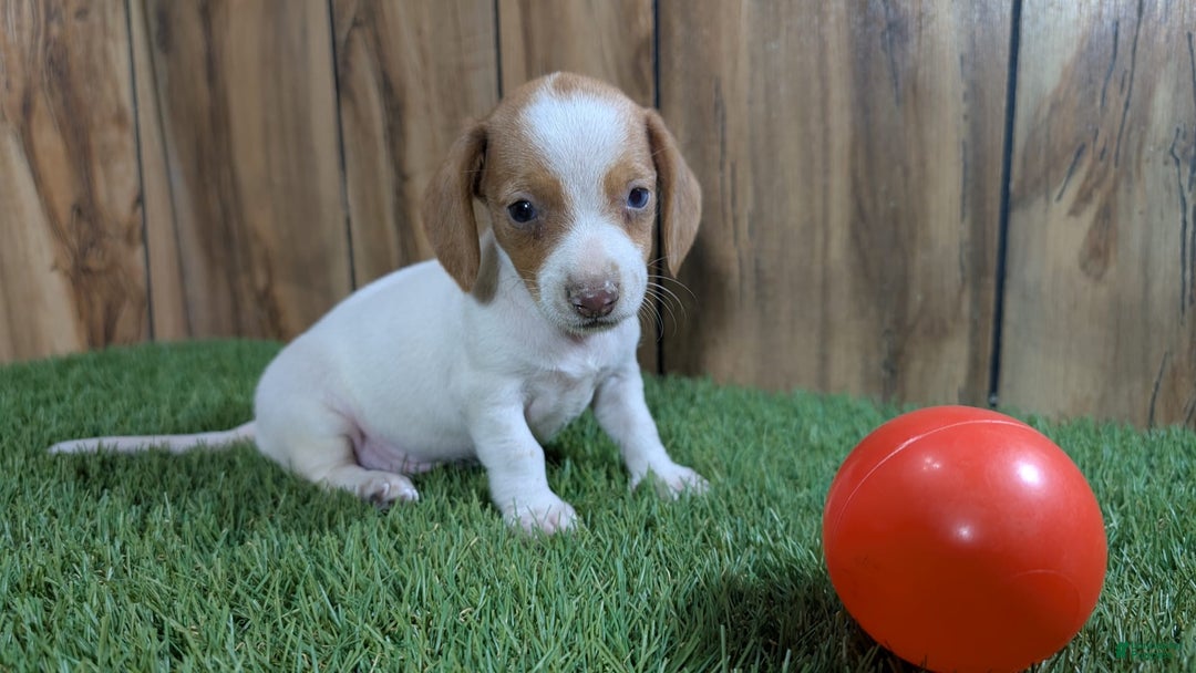 Dachshund dogs for sale: Tiny Girl 1 - Image 1