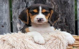 Beagle dogs for sale: Kirby - Image 12