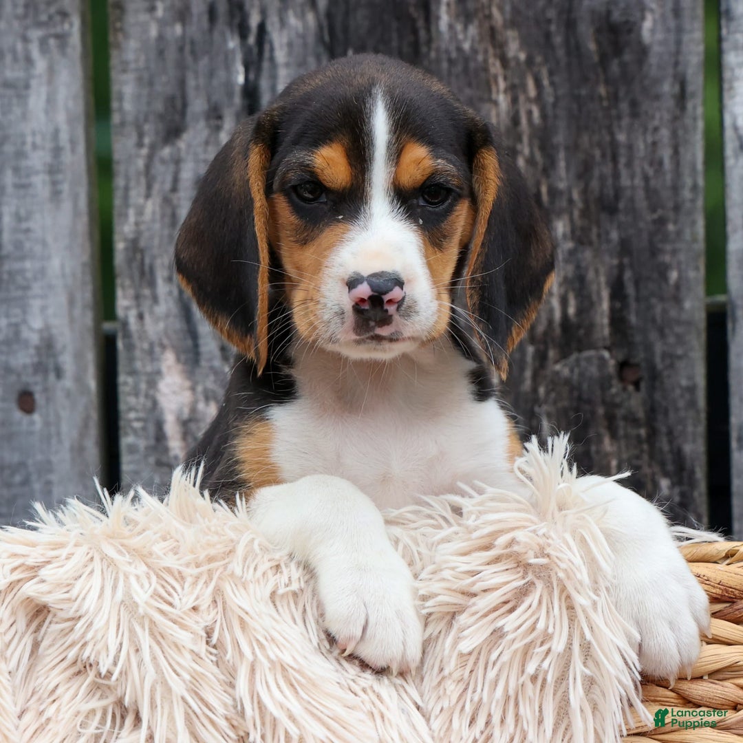 Beagle dogs for sale: Kirby - Image 12