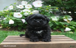 Teddy Bear dogs for sale: Twilight - Image 4