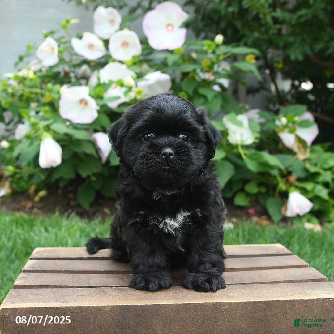 Teddy Bear dogs for sale: Twilight - Image 4