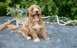 Miniature Poodle dogs for sale: Winnie - Image 3