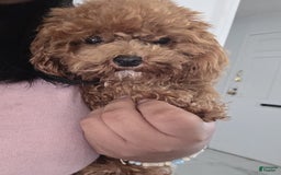 Toy Poodle dogs for stud: Alvin - Image 2